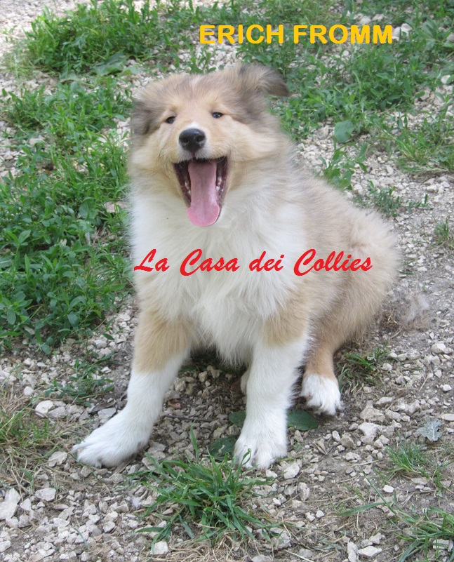 COLLIES ERICH